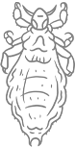 Weibliche erwachsene Laus  Weibliche erwachsene Laus